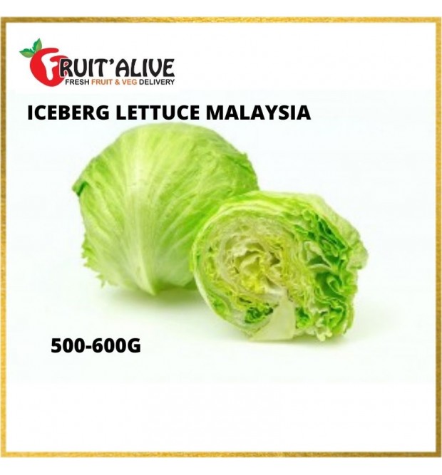 ICEBERG LETTUCE MALAYSIA (500-600G)