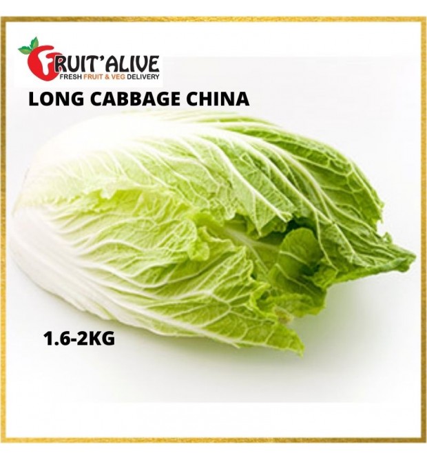 CHINA LONG CABBAGE (DA BAI CAI) 1.6-2KG